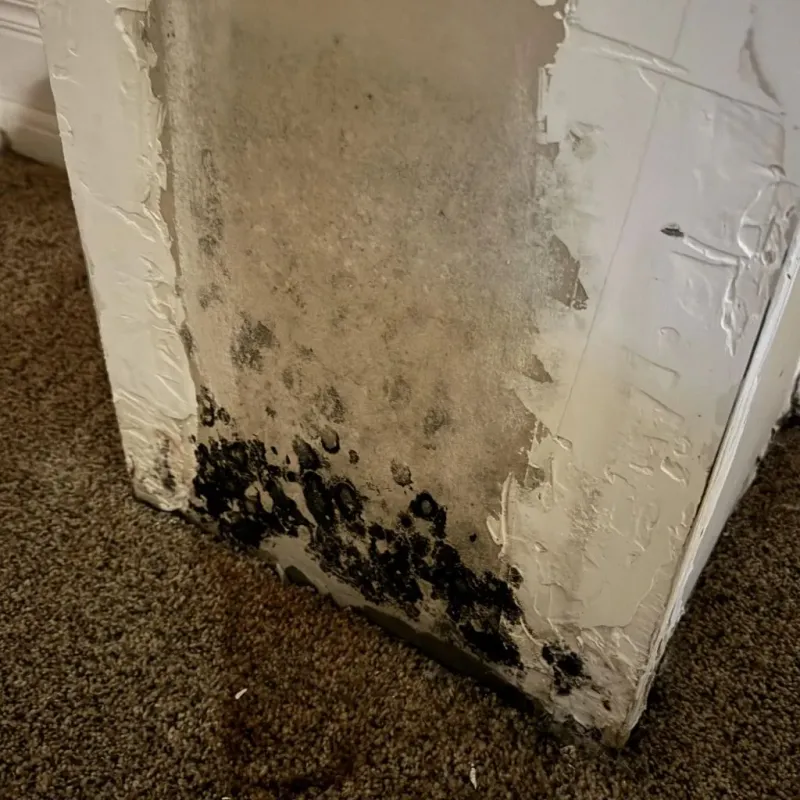 Professional Mold Removal in Ben Hill County, GA